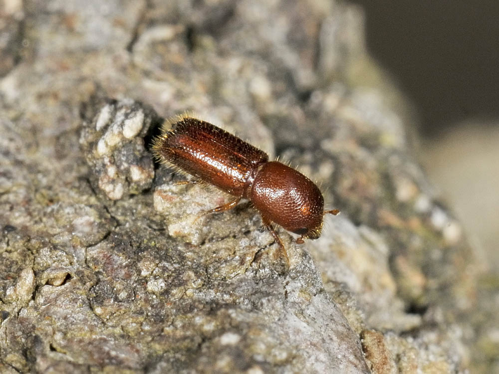 Xyleborus monographus (cf.) - Scolytidae